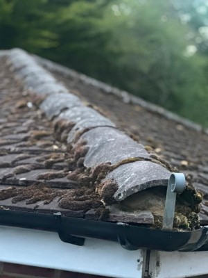 Roofing Moss Cleaning and Removal